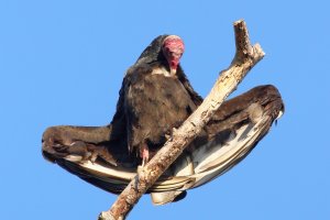 090-3_Turkey_Vulture_2142.jpg