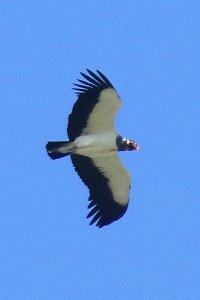 092-1_King_Vulture_0327.jpg
