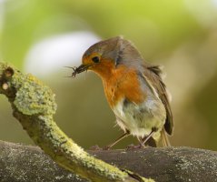 309A7035-DxO_Robin+insect.jpg