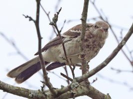 IMG_4806-topaz-sharpen ps3 fix picasa crop.jpg