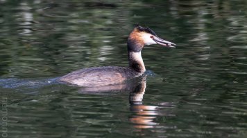 kleiner schnabel kleiner fisch_06.jpg