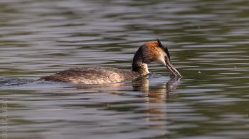 kleiner schnabel kleiner fisch_05.jpg