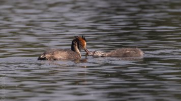 kleiner schnabel kleiner fisch_04.jpg
