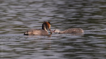 kleiner schnabel kleiner fisch_03.jpg