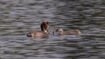kleiner schnabel kleiner fisch_02.jpg