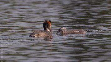 kleiner schnabel kleiner fisch.jpg