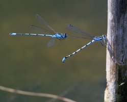 309A7129-DxO_Common_Blue_Damselfly_One_flying.jpg