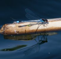 309A7139-DxO_Red-eyed_Damselfly+reflection.jpg