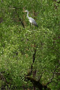 heron_2024_04.JPG