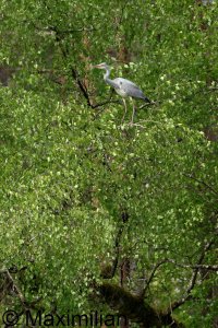 heron_2024_05.JPG