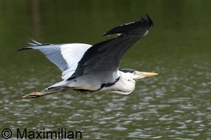 heron_2024_07.JPG
