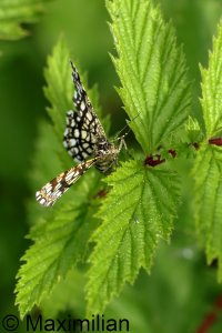 latticed_heath_2024_01.JPG