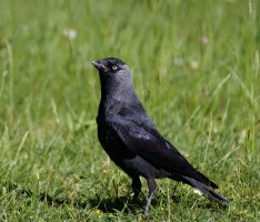 309A7235-DxO_Jackdaw_under_feeder_feeder small.jpg