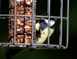 309A7378-DxO_Great_tit_on_feeder.jpg