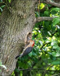 Red-bellied Woodpecker.jpg