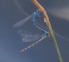 309A7450-DxO_Male+Female_Common_Blue_Damselfly-lss.jpeg