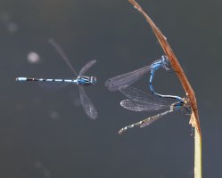 309A7462-DxO_2_Male+Female_Common_Blue_Damselfly-lssn.jpeg