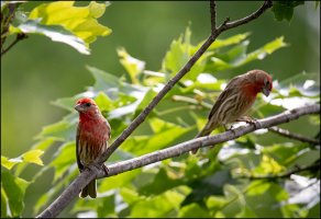 House Finch.jpg House Finch.jpg