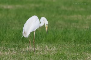 20240518_6II0413_600.jpeg 20240518_6II0413_600.jpeg