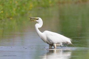 20240518_6II0362_553.jpeg 20240518_6II0362_553.jpeg