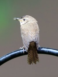 IMG_4841 picasa fix ps3 fix 2-topaz-sharpen.jpg IMG_4841 picasa fix ps3 fix 2-topaz-sharpen.jpg