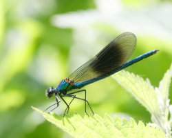 309A7994-DxO_Banded_Demoiselle_Damselfly.jpg