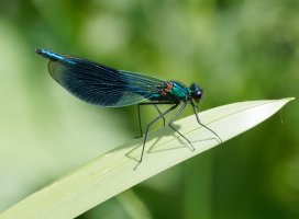 309A8010-DxO_Banded_Demoiselle_Damselfly.jpg