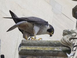 309A8060-DxO_Femal_Peregrine_Falcon.jpg 309A8060-DxO_Femal_Peregrine_Falcon.jpg