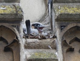 309A8073-DxO_Peregrine_Falcon_chick.jpg