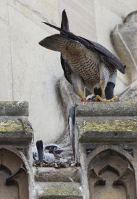 309A8073-DxO_Peregrine_Falcon_Chick+Mum.jpg