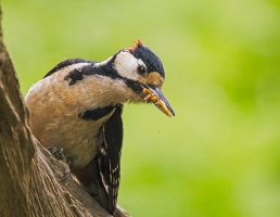 GS Woodpecker  NF 1.jpg