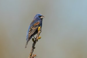 Blue Grosbeak (male-spring) 2024-100.jpg Blue Grosbeak (male-spring) 2024-100.jpg
