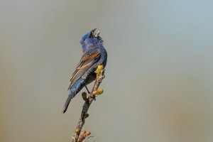 Blue Grosbeak (male-spring) 2024-101.jpg Blue Grosbeak (male-spring) 2024-101.jpg