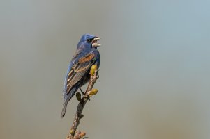Blue Grosbeak (male-spring) 2024-105.jpg