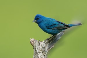 Indigo Bunting (male-spring) 2024-100.jpg Indigo Bunting (male-spring) 2024-100.jpg