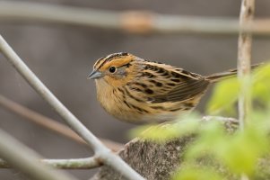 LeConte's Sparrow (adult-spring) 2024-100.jpg LeConte's Sparrow (adult-spring) 2024-100.jpg
