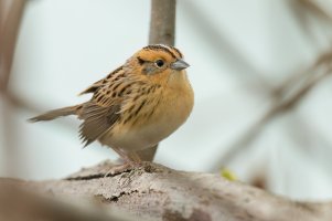 LeConte's Sparrow (adult-spring) 2024-101.jpg LeConte's Sparrow (adult-spring) 2024-101.jpg