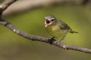 Philadelphia Vireo (adult-spring) 2024-100.jpg Philadelphia Vireo (adult-spring) 2024-100.jpg