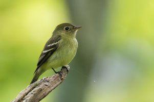 Yellow-bellied Flycatcher (adult-spring) 2024-100.jpg Yellow-bellied Flycatcher (adult-spring) 2024-100.jpg