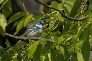 Cerulean Warbler (male-spring) 2024-100.jpg
