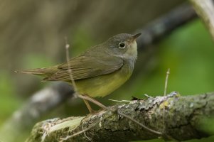 Connecticut Warbler (female-spring) 2024-100.jpg