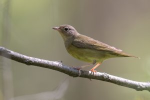 Connecticut Warbler (female-spring) 2024-101-2-sharpen-Motion.jpg Connecticut Warbler (female-spring) 2024-101-2-sharpen-Motion.jpg