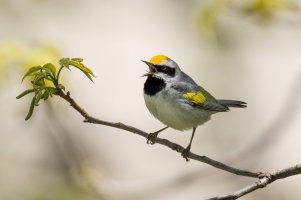 Golden-winged Warbler (male) 2024-100-2.jpg
