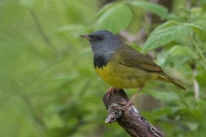 Mourning Warbler (male-spring) 2024-100.jpg Mourning Warbler (male-spring) 2024-100.jpg