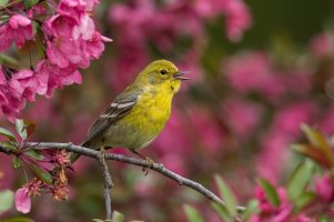 Pine Warbler (male-spring) 2024-100.jpg
