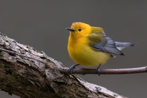 Prothonotary Warbler (male-spring) 2024-100.jpg Prothonotary Warbler (male-spring) 2024-100.jpg