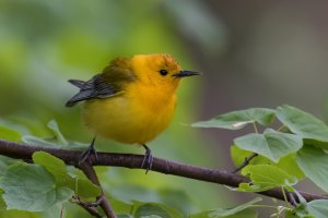 Prothonotary Warbler (male-spring) 2024-103.jpg Prothonotary Warbler (male-spring) 2024-103.jpg