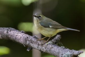 Black-throated Blue Warbler (female-spring) 2024-100.jpg
