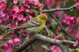Pine Warbler (male-spring) 2024-101.jpg