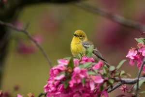 Pine Warbler (male-spring) 2024-103.jpg